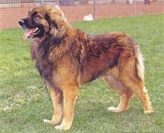 犬を家族に迎える前に